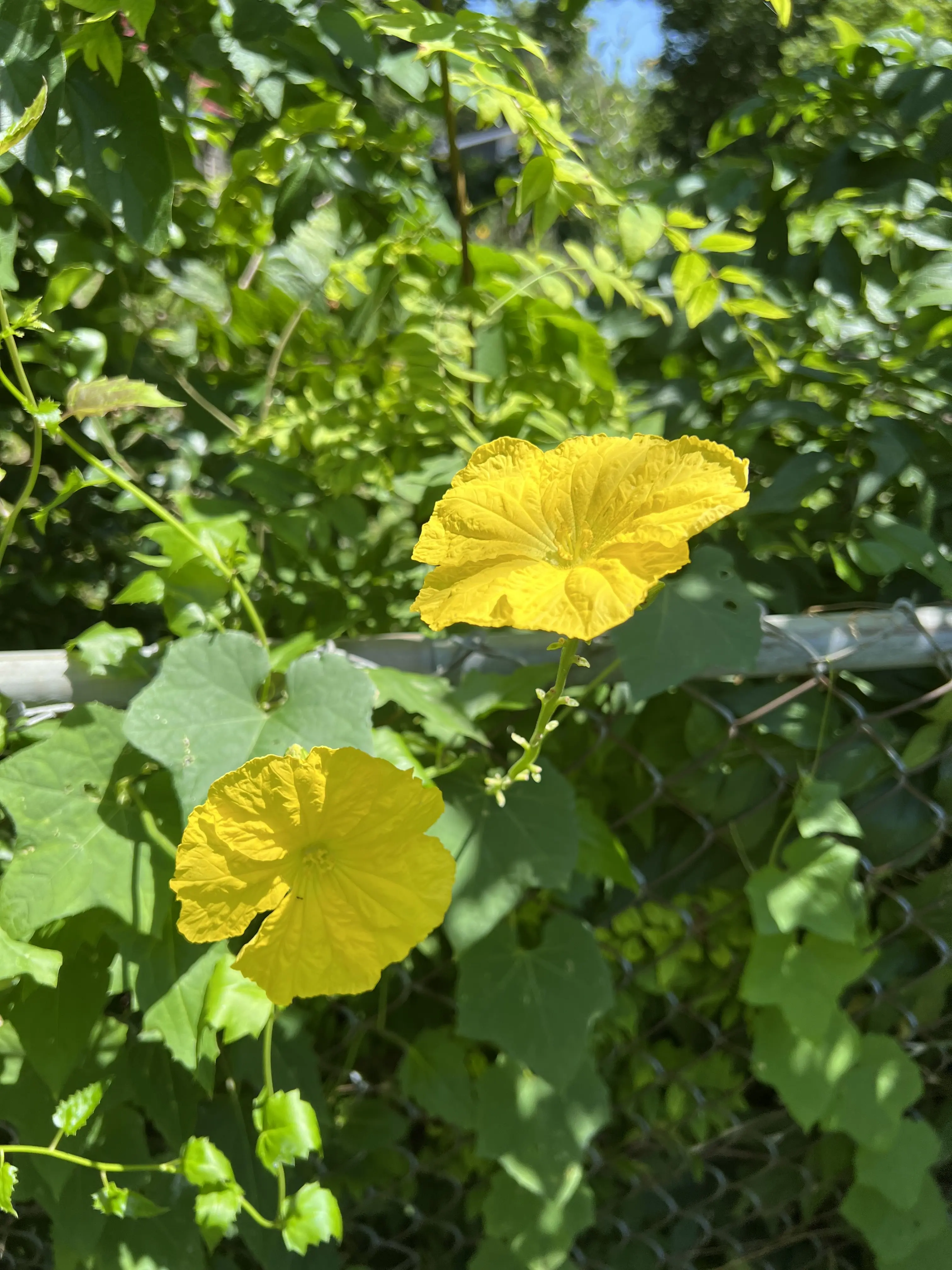 a loofah