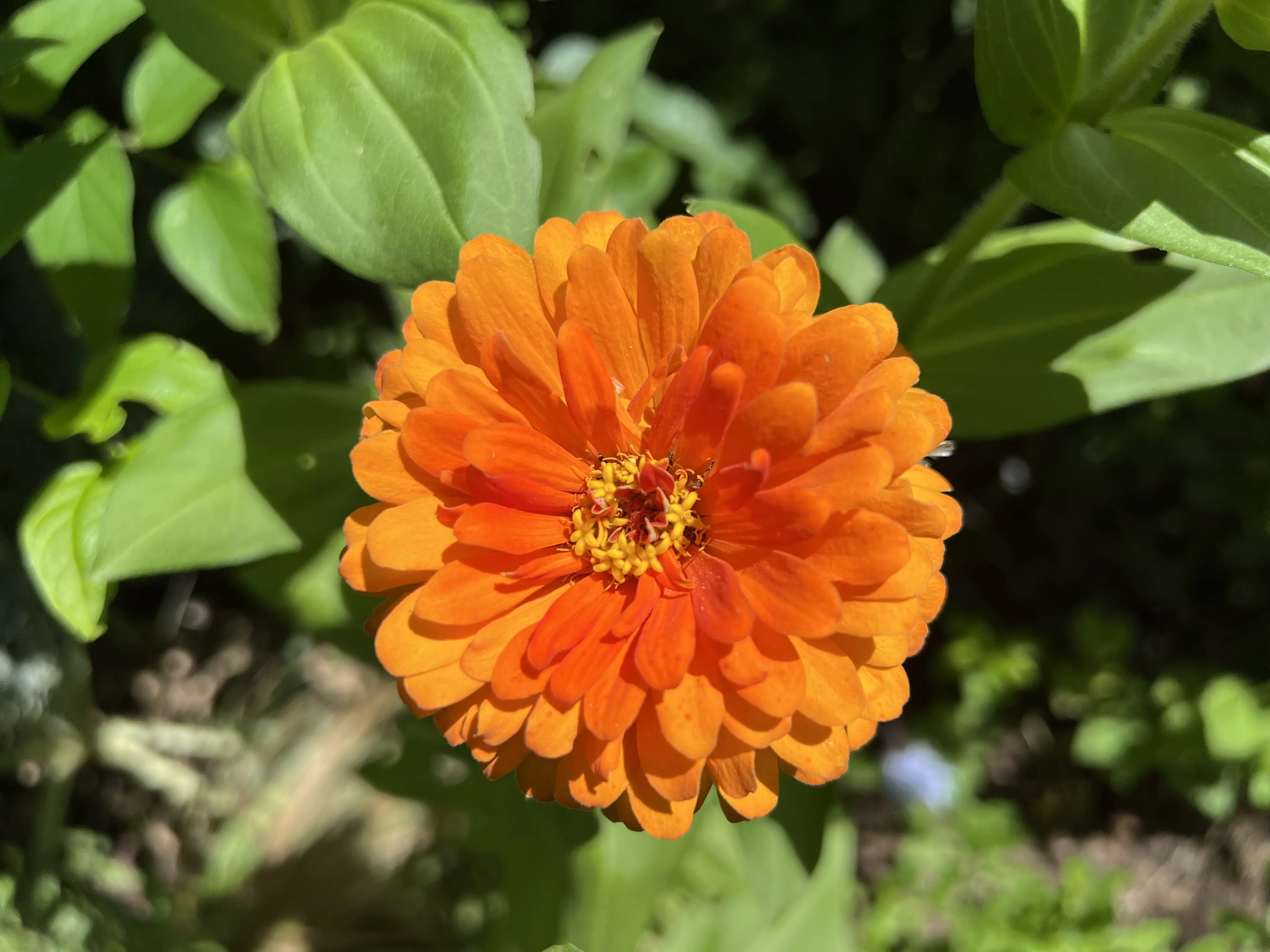 an orange zennia