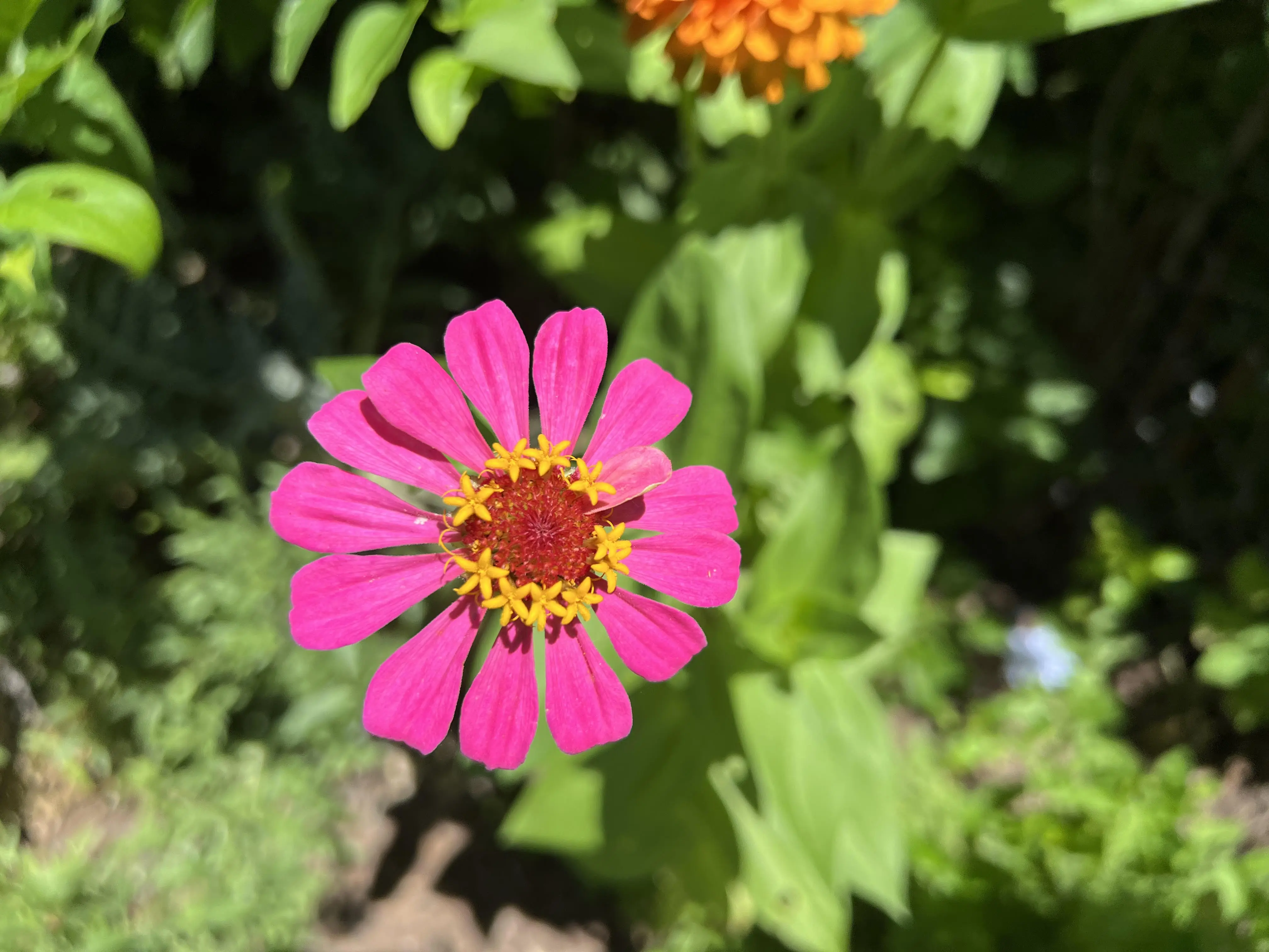 a pink zennia